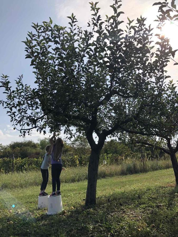 Baranja Black Hill'S Gajic エクステリア 写真